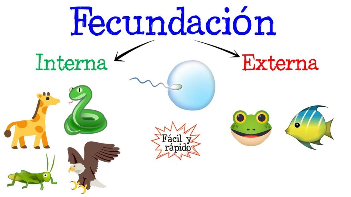Fecundación interna y externa: características y diferencias - Arjal