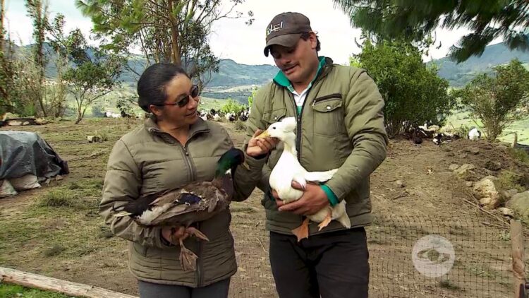 Como Distinguir Un Pato De Una Pata