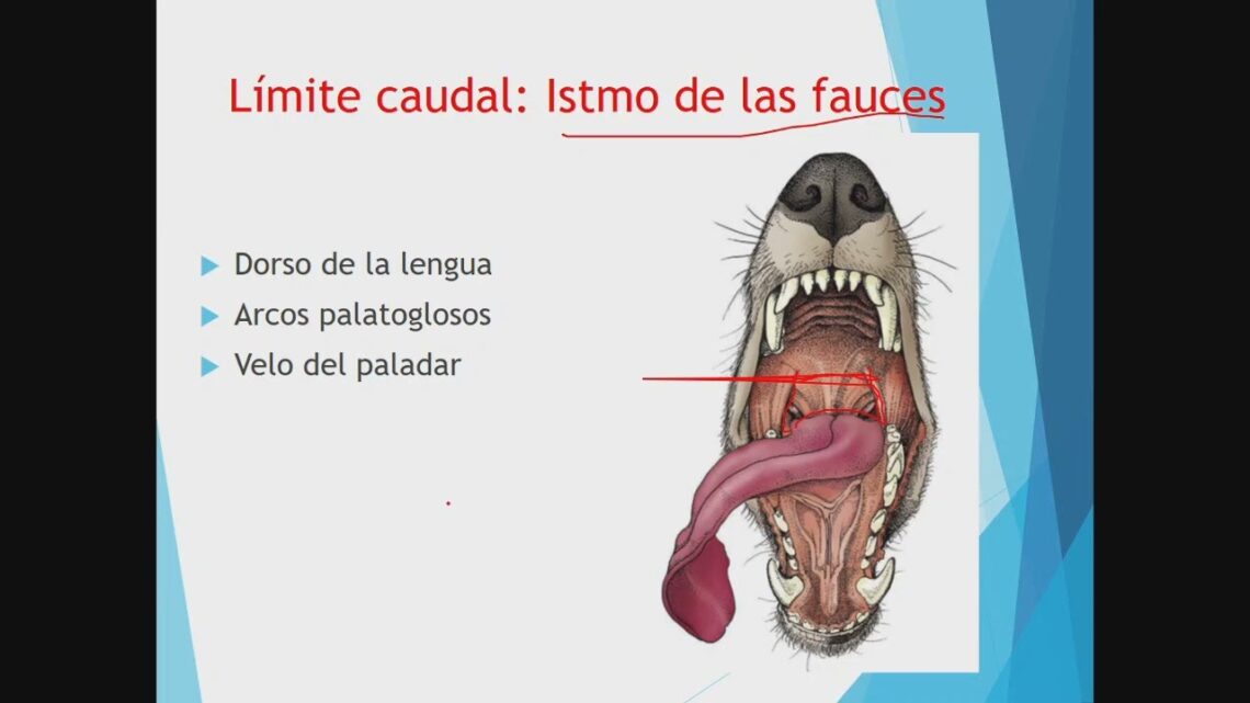 Anatomía del sistema digestivo canino - Arjal