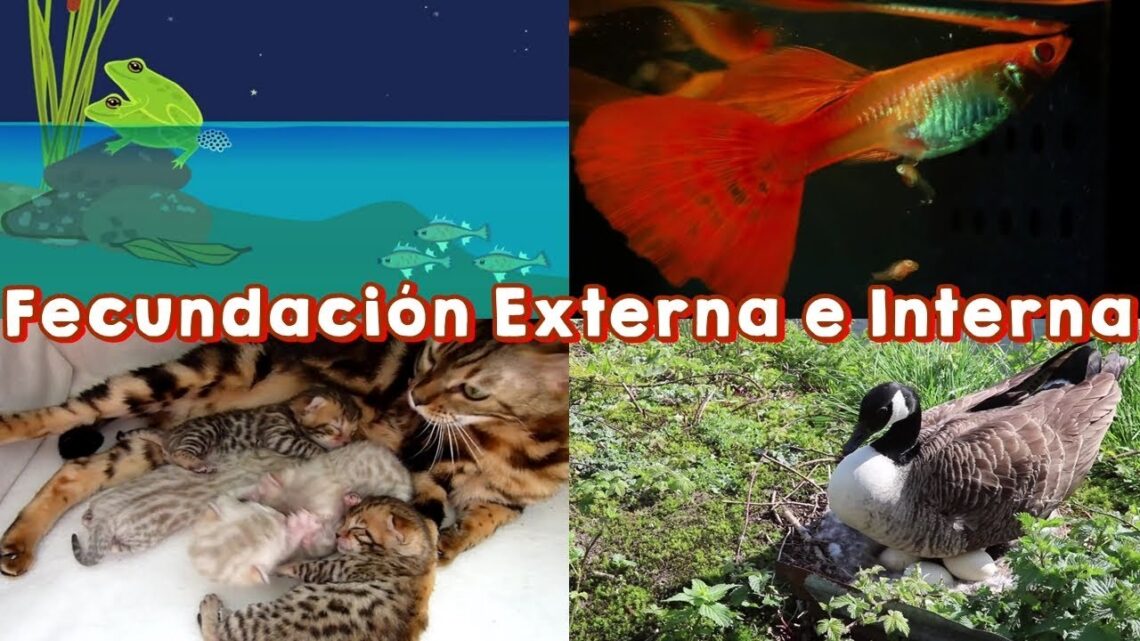 Comparación entre fecundación interna y externa en animales - Arjal