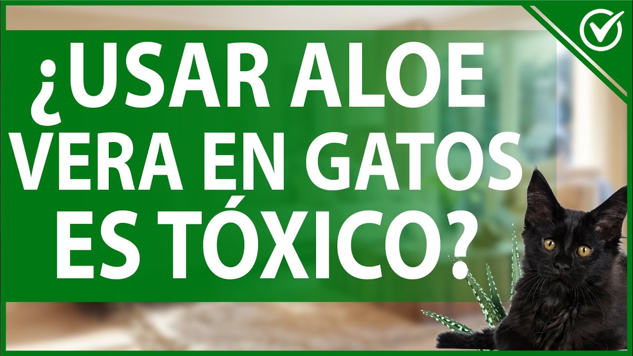 Efectos De Que Un Gato Coma Aloe Vera Arjal Efectos De Que Un Gato Coma Aloe Vera Arjal