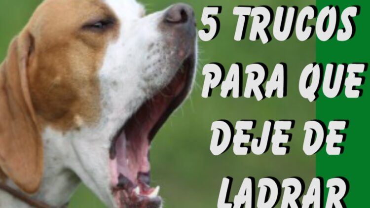 Cómo adiestrar a tu perro para que deje de ladrar - Arjal