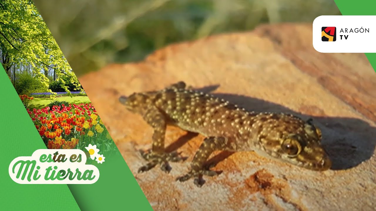 Diferencias Entre Salamandra Y Salamanquesa Arjal Diferencias Entre Salamandra Y Salamanquesa Arjal