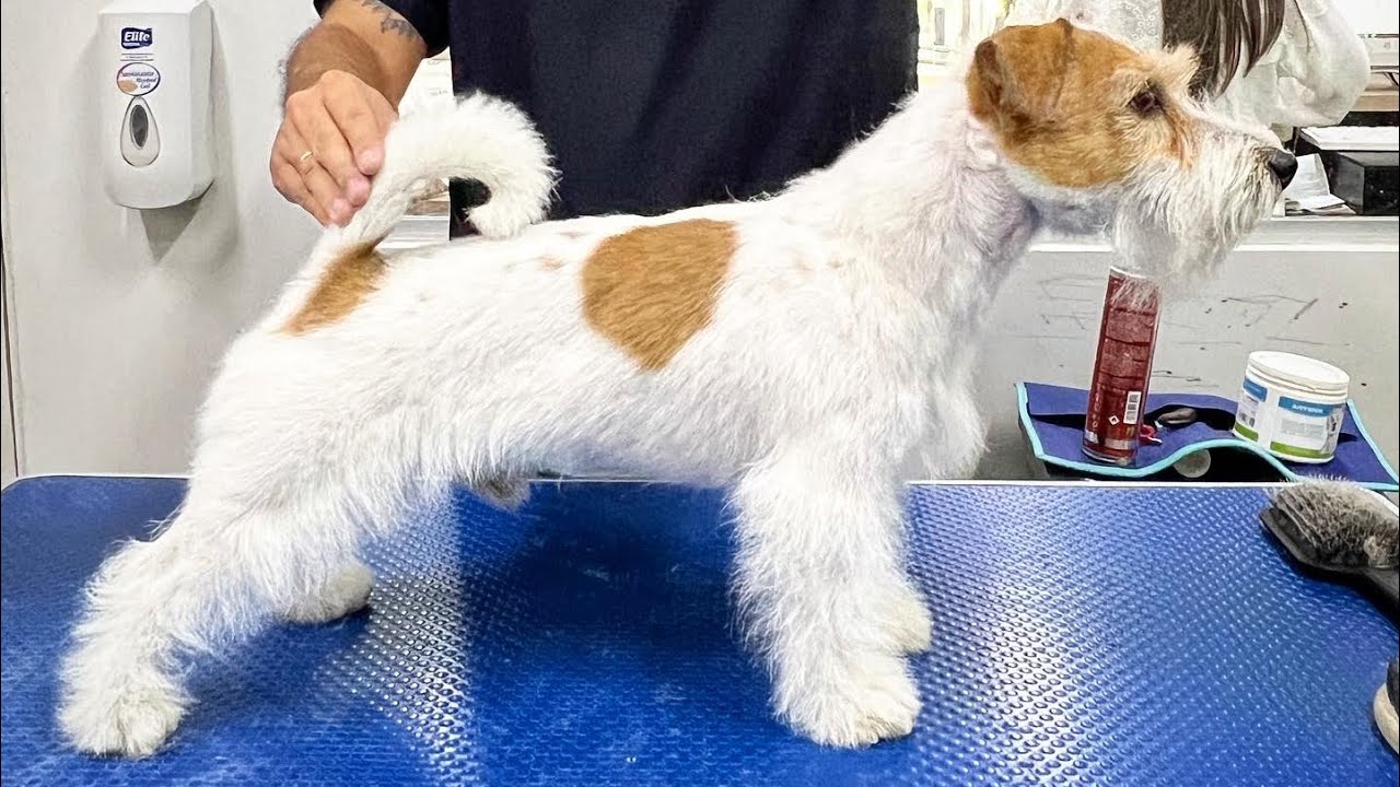 Portachiavi Da Parete Con Silhouette Jack Russell Terrier – Acciaio USA, 15,2 Cm, 5 Ganci, Nero Opaco, Regalo Per Amanti Dei Cani