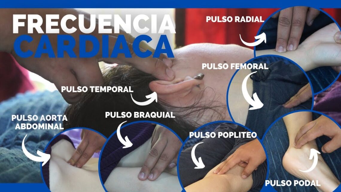 Lugares donde se puede medir el pulso - Arjal