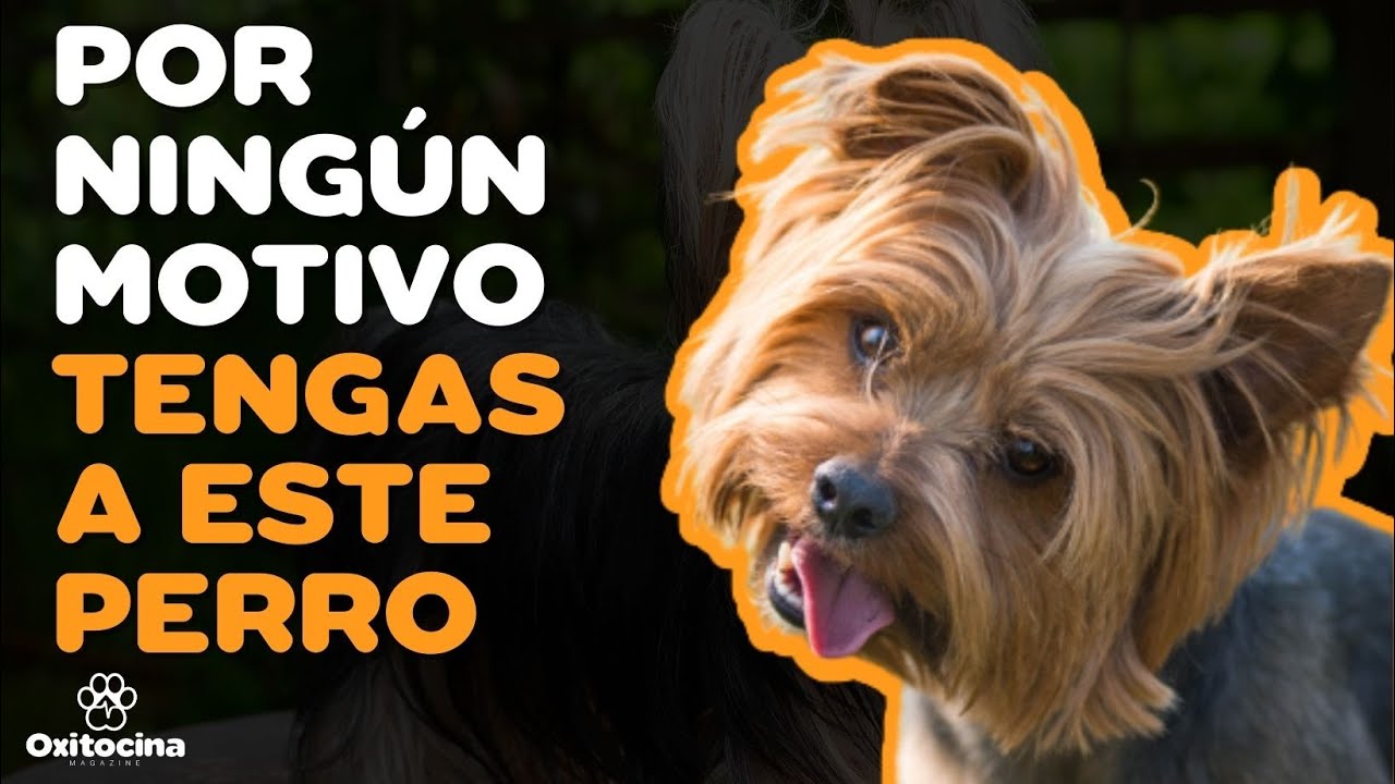 Razas De Perros Yorkshire Terrier Arjal Razas De Perros Yorkshire Terrier Arjal
