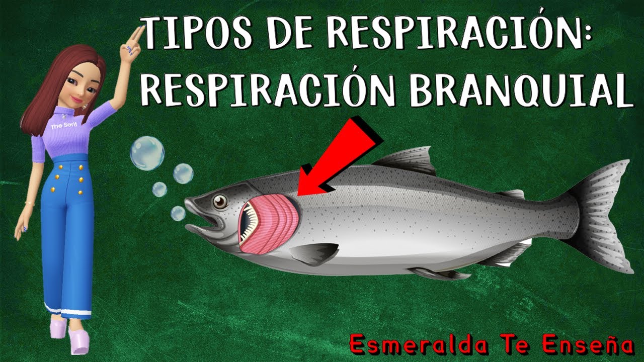 Animales Con Respiraci n Branquial Arjal Animales Con Respiraci n Branquial Arjal