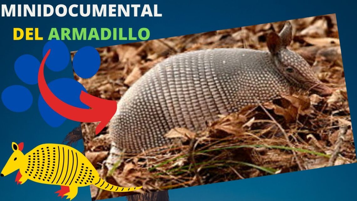Función del caparazón del armadillo - Arjal
