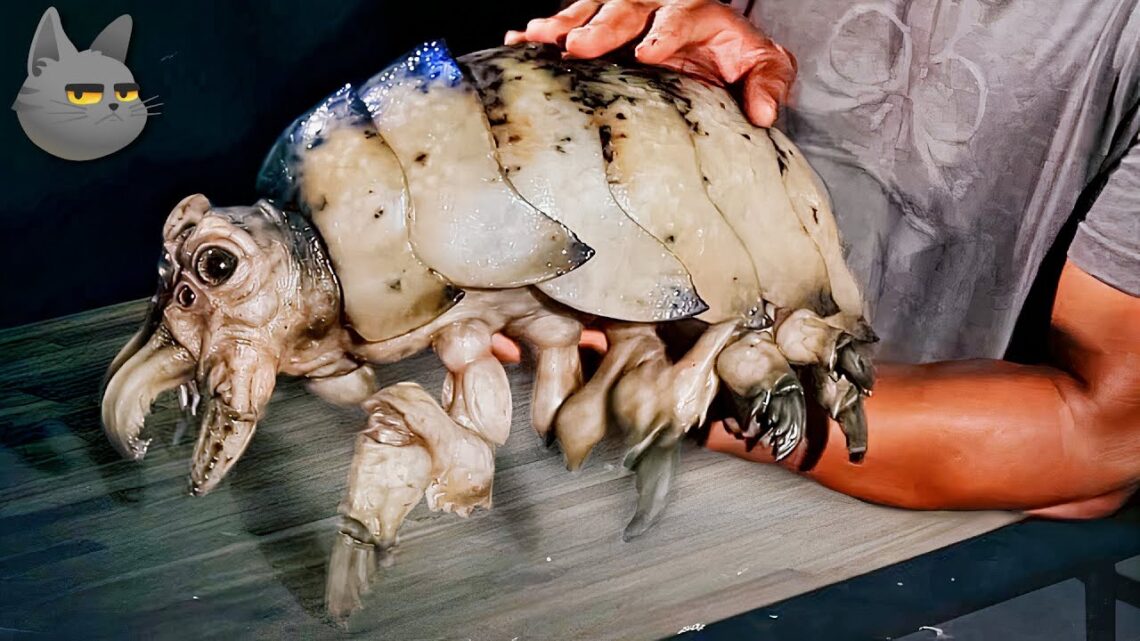 Los 10 animales más extraños y peculiares que existen en el planeta - Arjal