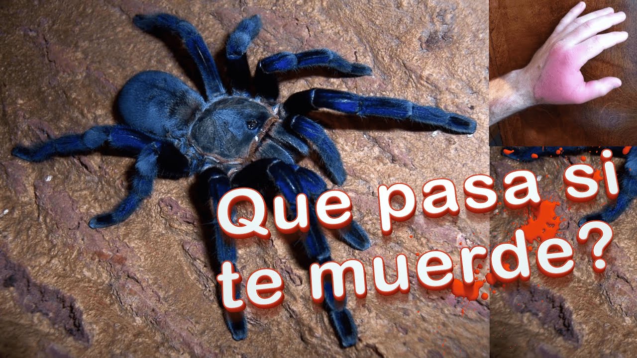 Tar ntula En Riesgo De Desaparici n Arjal Tar ntula En Riesgo De Desaparici n Arjal